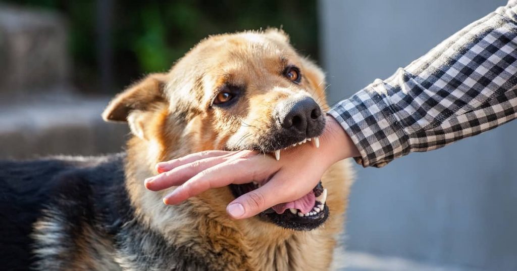 4 Tips For Winning A Dog Bite Case